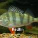 Redfin