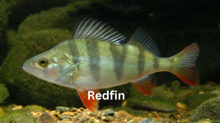 Redfin